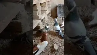 #Kabootar#PigeonLovers#KabootarUdaan#DesiKabootar#FlyingKabootar#PigeonFlight#KabootarShorts
