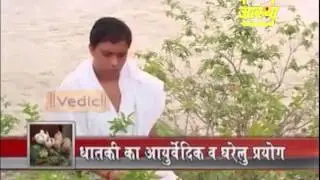 गर्भाशय के संक्रमण रोग में धातकी का प्रयोग | आचार्य बालकृष्ण dic use of Dhatki