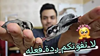 جبت صديق للشوقر قلايدر سكر الحلو (ردة فعله صدمتني 😂😍 )