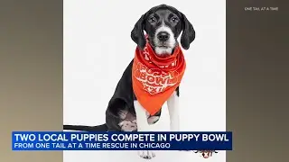 2 Chicago puppies to compete in annual Puppy Bowl