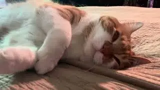 Cat sleeps, dreams with open eyes