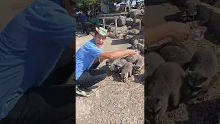 PAP&Aacute; y los MAPACHES 🤯 #shorts #viralvideo