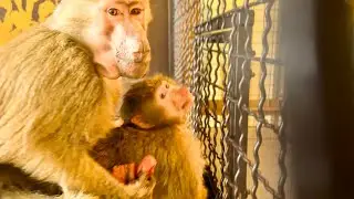 Степка МЕНЯ УДИВИЛ! Как же ОН СПОКОЙНО И МИРНО ПРИНЯЛ В СТАЮ Анфису! 