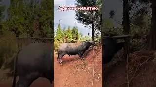 Buffalo Destroys Tree with Raw Power! 🐃🌲 #shorts #buffalo