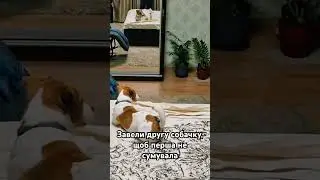 Заведи другу собачку, бо одній-сумно😂😂 #corgi #коргі #chiots #love #doglover #джекрассел #приколы