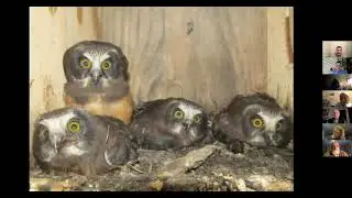 RTPI bird program March 31, 2021: Sean Graesser  - Owl research