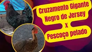 Cruzamento ra&ccedil;a Gigante Negro de Jersey x Galinha Pesco&ccedil;o pelado (polaca) veja resultado