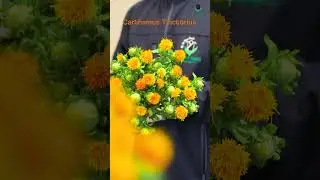 Carthamus Tinctorius: Premium Safflower for Your Wholesale Needs