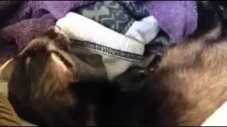 Sick Ferret: Respiratory Infection (Cold): Congestion