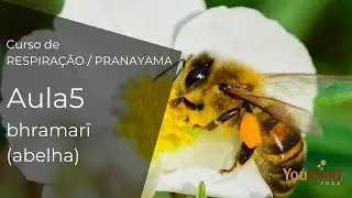 CURSO DE RESPIRA&Ccedil;&Atilde;O. AULA 5: BHRAMARI