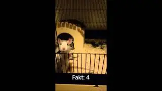 10 Fakten &uuml;ber meine Ratten