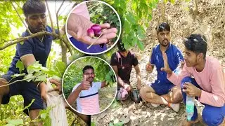 ನೇರಳೆ ಹಣ್ಣು Nerale hannu