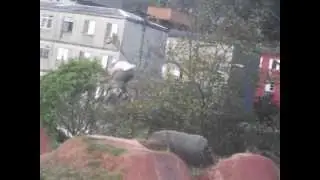 Allef-BMX Em Carapicuíra (Caracas)