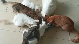 Cats & kittens are 805 & 798 & 707 & 633 & 550 & 449 & 432 & 384 & 308 & 193 & 155& 55 &215 &149&47d