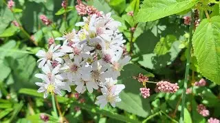 Spring Wildflower Garden Plan Ideas 