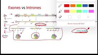 Bioquímica Molecular (parte 6): Splicing, Exones vs Intrones y tRNA