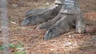 What do Real Dinosaur Feet Look Like #dinosaurs #dinosaur #emu #birds