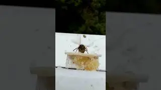 оса работает крыльями и кушает мёд / vespula vulgaris