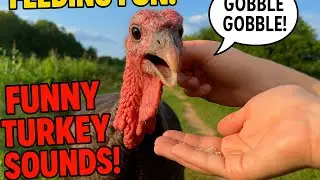 Turkey Bird Sound | Turkey Feeding | Different Touch