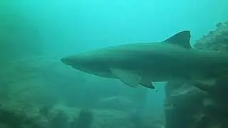 Boa vista Diving