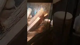 My Collared Lizard enclosure