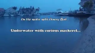 Float Tube Fishing - underwater footage of curious mackerel...