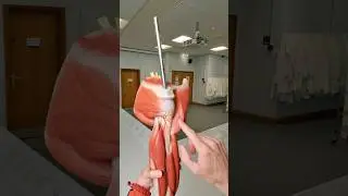 What is the rotator cuff? #anatomy