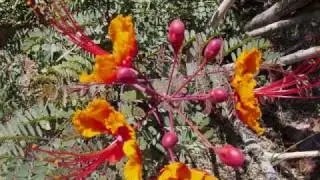 Lost in the Desert by Carol Eckart  ...a Poetry with Passion Production .wmv
