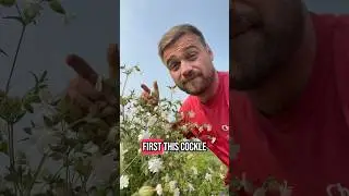 Invasive weeds on the farm! Help me out?! #farm #farming #weeds #shorts