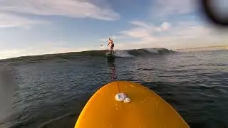 6'4 Mini Simmons - By Rooster Shack