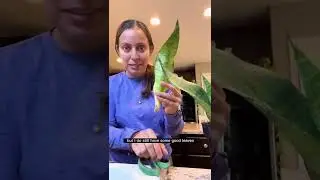 Snake plant rescue update&hellip; and it&rsquo;s stressful 😂 #plantcaretips #propagation #snakeplant #loveplant