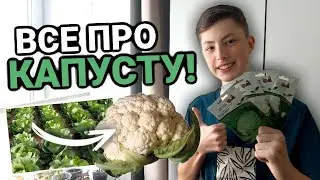 КАПУСТЕ БЫТЬ! Как выращивать капусту от 