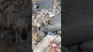 Bu &Ccedil;ocukları Kurtarmak İ&ccedil;in Pet Kurye Desteğine İhtiyacımız Var