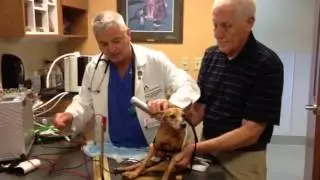 Bella Magnetic Therapy