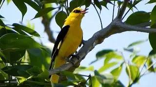 Beautiful Wild Yellow Bird singing sound like the nightingale - Bird singing song at morning