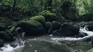 Kinabalu Park trails around HQ