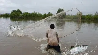 Fishing Net  in the River| Catch Big Fish & Use traditional Net catch fishing in the river