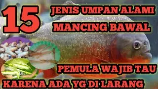 15 jenis umpan alami || mancing ikan bawal terbaru buat  pemula