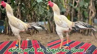 తూర్పు జాతి గల మెట్టవాటం పుంజు||Pala Abrass Punju||9014065276||Good Quality Solid Body||#mettavatam