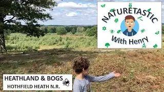Naturetastic | Hothfield - Heathland and Bogs | Sundews, Lizards and Konik Horses