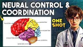 Neural Control and Coordination Quick Revision ONE SHOT | Class 11 Biology NEET