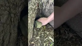 WHAT&rsquo;S UNDER THIS ROCK?? ANYTHING GOOD? #dwayne #nature #rock #therock #funny #viral #outdoors #fail