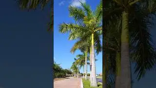 Royal Palm Tree | Roystonea Regia Palm | Royal Palm Plant Price & Details