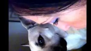 Puppy kisses