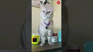 National Cat Day: Top 5 cat influencers who rule social media