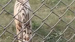 Lucknow Zoo, Tiger Relaxing music, Lucknow Zoo, paryatan, Historical places, Soothing music, Peac