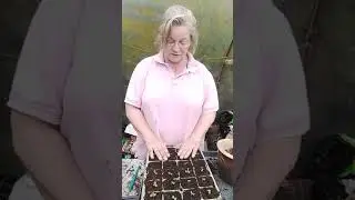 Life in the polytunnel
