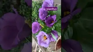 Top 5 Summer Flowers Seeds #shorts #trending #shortvideo #summerflowers