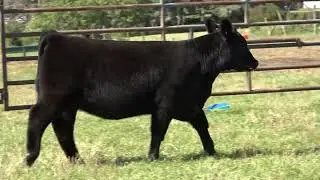 Troy Otto Tag 21