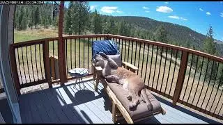 Mountain Lion on Vacation | Security Cam Captures Hilarious Porch Moment